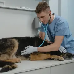 Weterynarz bada psa z wzdętym brzuchem. Pies leży na stole, a lekarz osłuchuje go stetoskopem.