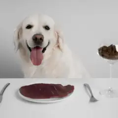 Uśmiechnięty pies czeka na posiłek. Czy pies może jeść rosół? Na stole talerz z mięsem, sztućce i kieliszek z karmą.