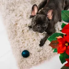 Uroczy buldog francuski leży obok gwiazdy betlejemskiej. Czy gwiazda betlejemska jest trująca dla psa? Nie, zazwyczaj nie jest, ale lepiej uważać.