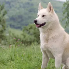 Piękna łajka wschodniosyberyjska siedzi na trawie, z uszami postawionymi do góry, gotowa do przygody.