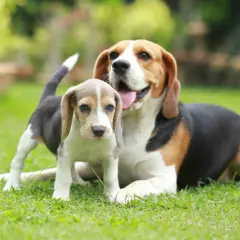 Szczeniak beagle z niebieskimi oczami i dorosły pies tej samej rasy na trawie. Idealny przykład, jak wprowadzić szczeniaka do domu z psem.