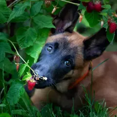 Szczeniak belgijskiego owczarka malinois próbuje maliny prosto z krzaka. Czy pies może jeść maliny? Ten maluch zdaje się być zachwycony!