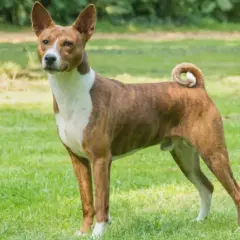 Elegancki basenji pies o pręgowanym umaszczeniu stoi na zielonej trawie, z charakterystycznie zakręconym ogonem.