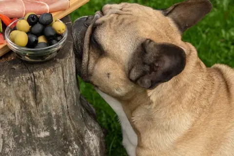 Buldog francuski wącha miseczkę z oliwkami. Czy pies może jeść oliwki? To pytanie zadaje sobie wielu właścicieli czworonogów.