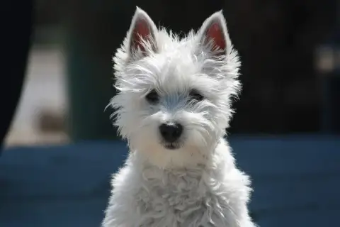 Uroczy west terrier biały z nastroszoną sierścią i czujnymi uszami patrzy prosto w obiektyw.