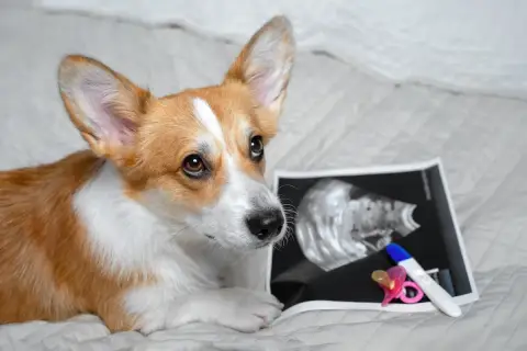 Corgi patrzy na zdjęcie USG i test ciążowy. Czy to oznacza, że pies chodzi w ciąży?