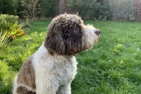 Lagotto romagnolo charakter: pies siedzi na trawie, wpatrzony w dal. Jego kudłata sierść w odcieniach brązu i bieli świadczy o jego żywiołowości.