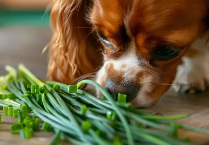 Cavalier King Charles Spaniel wącha szczypiorek. Czy pies może jeść szczypiorek? To pytanie zadaje sobie wielu właścicieli czworonogów.