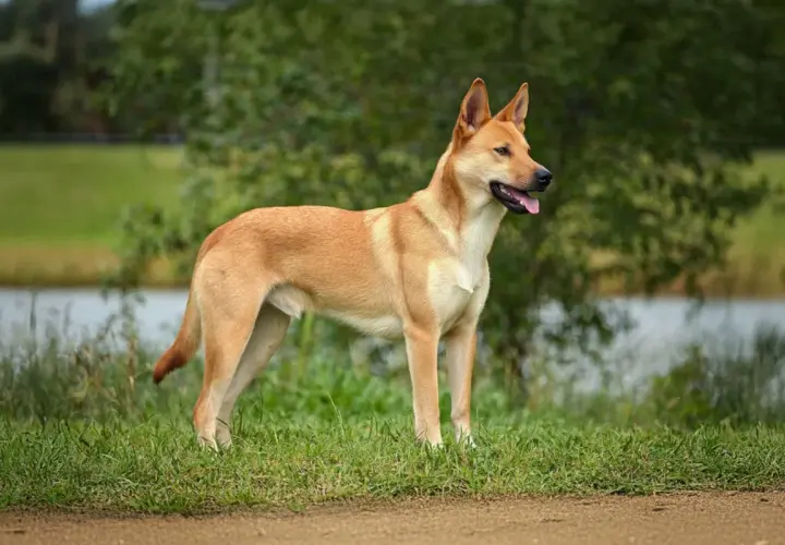 Elegancki carolina dog stoi na trawie, z pyszczkiem lekko otwartym, w tle jezioro i drzewa.