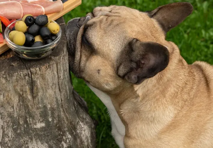 Buldog francuski wącha miseczkę z oliwkami. Czy pies może jeść oliwki? To pytanie zadaje sobie wielu właścicieli czworonogów.