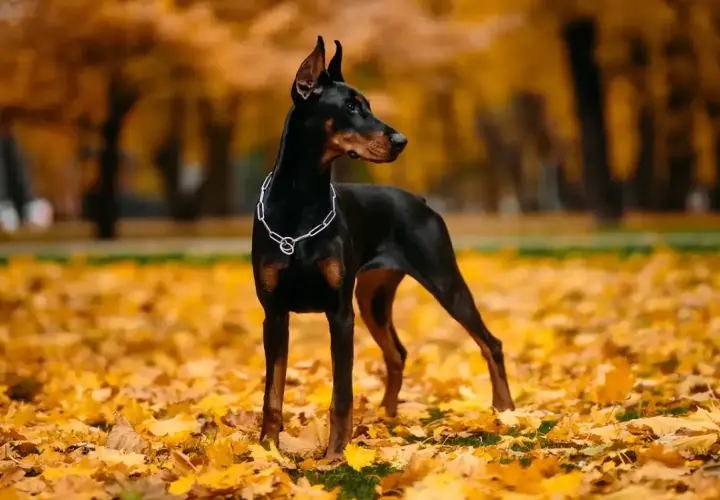 Elegancki doberman z wyprostowanymi uszami stoi na tle jesiennych liści.