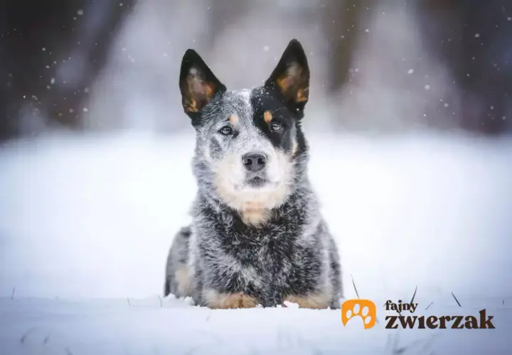 Przystojny pies blue heeler w śnieżnej scenerii. Jego spojrzenie jest czujne, a futro idealnie wtapia się w zimowy krajobraz.
