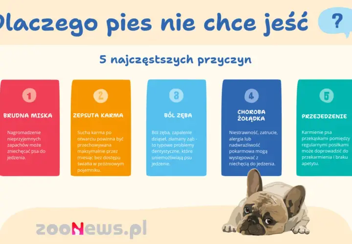 Dlaczego pies nie chce jeść? 5 przyczyn: brudna miska, zepsuta karma, ból zęba, choroba żołądka, przejedzenie. Piesek wygląda na smutnego.