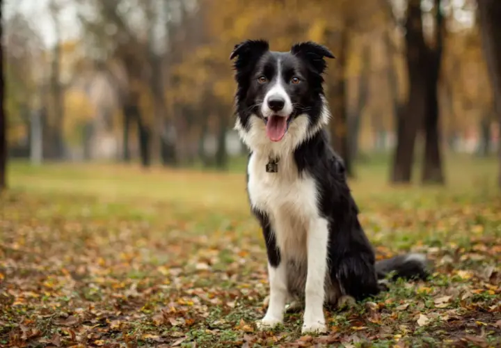 Piękny border collie siedzi na jesiennym tle. Ile żyje taki pies? Średnio 10-17 lat.