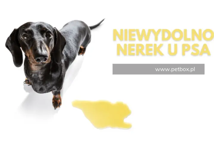 Czarny jamnik na białym tle, obok kałuża. Tekst: "Niewydolność nerek u psa". Gdzie są nerki u psa?