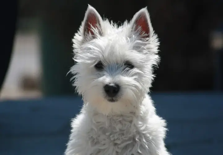 Uroczy west terrier biały z nastroszoną sierścią i czujnymi uszami patrzy prosto w obiektyw.
