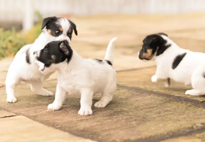 Trzy szczenięta Jack Russell Terrier uczą się chodzić, bawiąc się na zewnątrz.