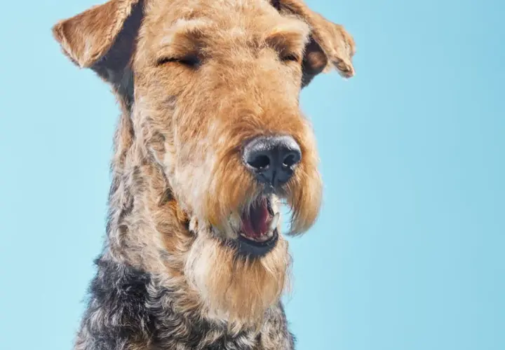 Airedale terrier z zamkniętymi oczami i otwartym pyskiem, wygląda jakby miał kichanie wsteczne u psa.
