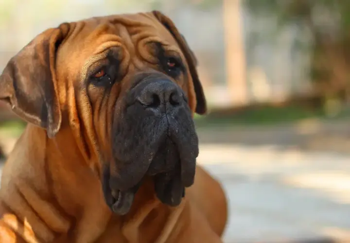 Duży brązowy pies rasy boerboel z pomarskowanym pyskiem i łagodnym spojrzeniem.