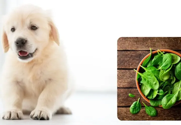 Uroczy szczeniak golden retrievera zastanawia się, czy pies może jeść szpinak. Obok miska pełna świeżego szpinaku.