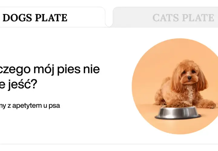 Uroczy piesek obok miski z karmą. Szukasz domowych sposobów na brak apetytu u psa?