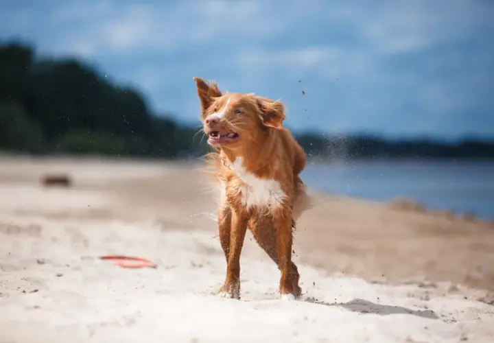 Rudy pies na plaży otrzepuje się z piasku i wody, bo właśnie wyszedł z jeziora.