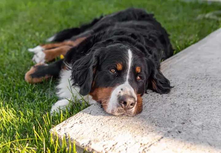 Bernese mountain dog leży na trawie, odpoczywając. Pamiętaj, że ksylitol dla psa jest toksyczny!
