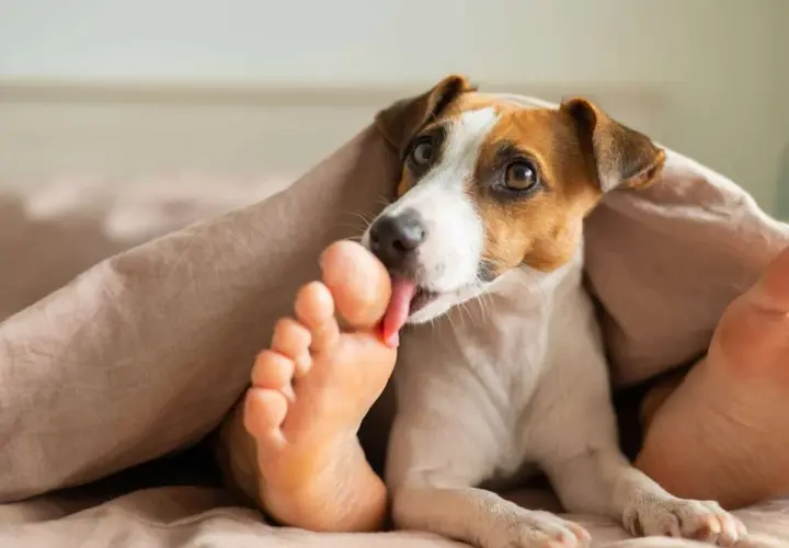 Pies Jack Russell Terrier liże ludzką stopę pod kołdrą. Może to być oznaka przywiązania lub próba zaspokojenia ciekawości.