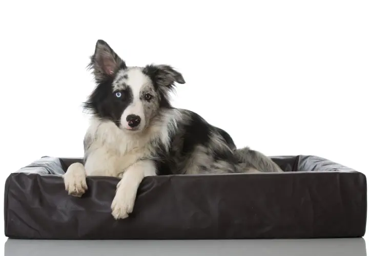 Pies rasy border collie z heterochromią, leżący w brązowym legowisku. Czy pies może mieć ADHD? Ten bystry piesek z pewnością ma mnóstwo energii!