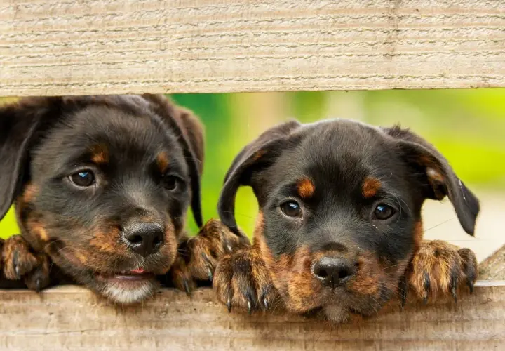 Dwa urocze szczenięta Rottweilera zaglądają przez drewniane deski. Szukają inspiracji na najładniejsze imiona dla psa samca.