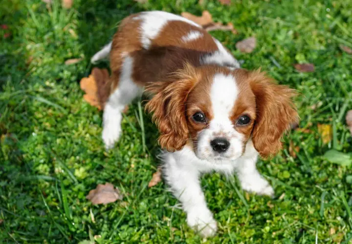 Uroczy piesek rasy Cavalier King Charles Spaniel, o brązowo-białym umaszczeniu, siedzi na trawie.