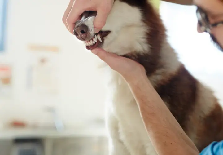 Weterynarz bada blade dziąsła u psa rasy husky. Pies ma biało-brązowe futro.