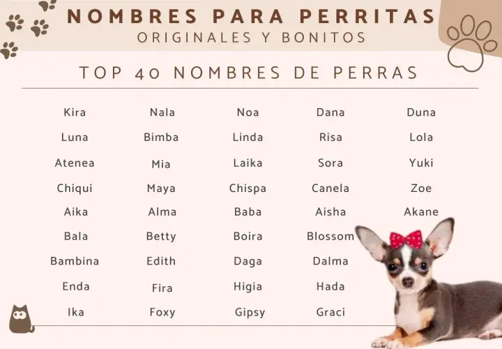 Lista TOP 40 imion dla suczek: Kira, Luna, Atenea, Chiqui, Aika, Bala, Bambina, Enda, Ika, Nala, Bimba, Mia, Maya, Alma, Betty, Edith, Fira, Foxy, Noa, Linda, Laika, Chispa, Baba, Boira, Daga, Higia, Gipsy, Dana, Risa, Sora, Canela, Aisha, Blossom, Dal...