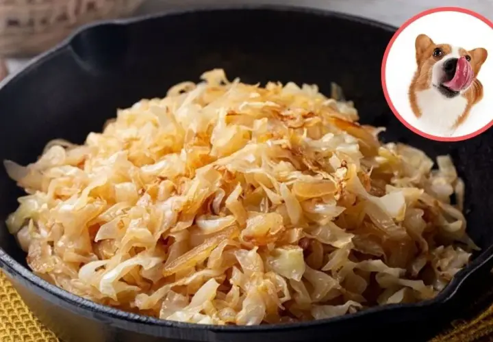 Czy pies może jeść bigos? Na zdjęciu bigos w garnku i piesek z językiem na wierzchu, jakby chciał spróbować.
