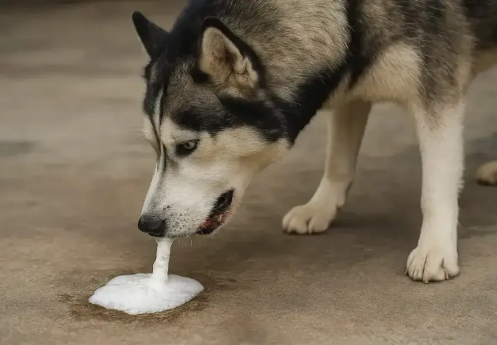Husky wymiotuje białą pianą. Dowiedz się, co zrobić, gdy pies wymiotuje białą pianą i jak mu pomóc.