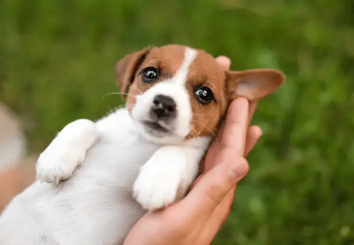 Uroczy szczeniak Jack Russell w dłoniach, idealny kandydat na imię dla szczeniaka.