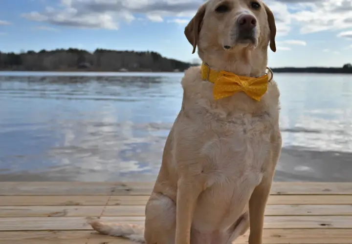 Labrador w żółtej muszce siedzi na drewnianym pomoście nad jeziorem.