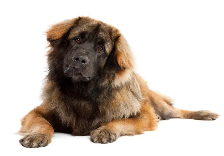 Leonberger, potężny pies o gęstej, brązowej sierści, leży spokojnie, spoglądając z zaciekawieniem.