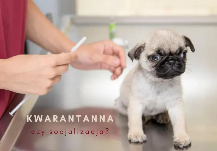 Mały mopsik na stole weterynaryjnym, obok ręce przygotowujące zastrzyk. Czy to kwarantanna szczeniaka, czy czas na socjalizację?
