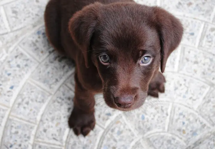Uroczy, brązowy piesek labrador patrzy w górę z nadzieją.