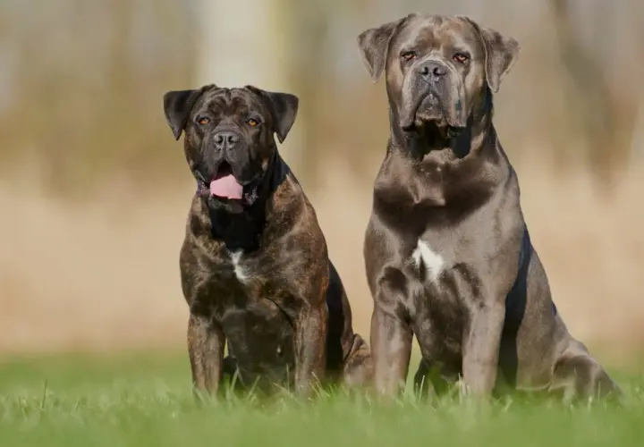 Dwa potężne psy rasy cane corso siedzą na trawie. Jeden jest pręgowany, drugi szary.