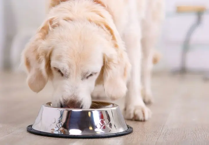 Złocisty retriever pochyla się nad miską, jedząc. Czy pies może jeść groszek? Ten słodki piesek na pewno chętnie spróbowałby!