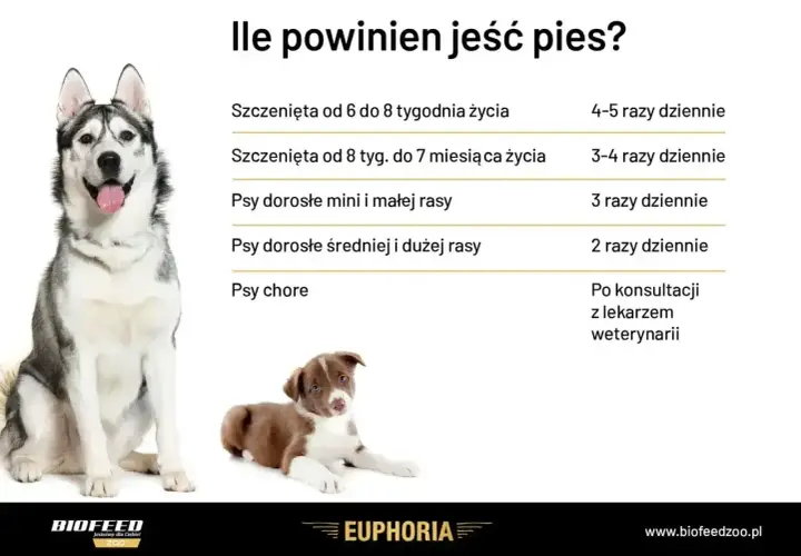 Tabela z zaleceniami dotyczącymi karmienia psów. Dowiedz się, jaka dieta dla psa jest najlepsza w zależności od wieku i rasy.