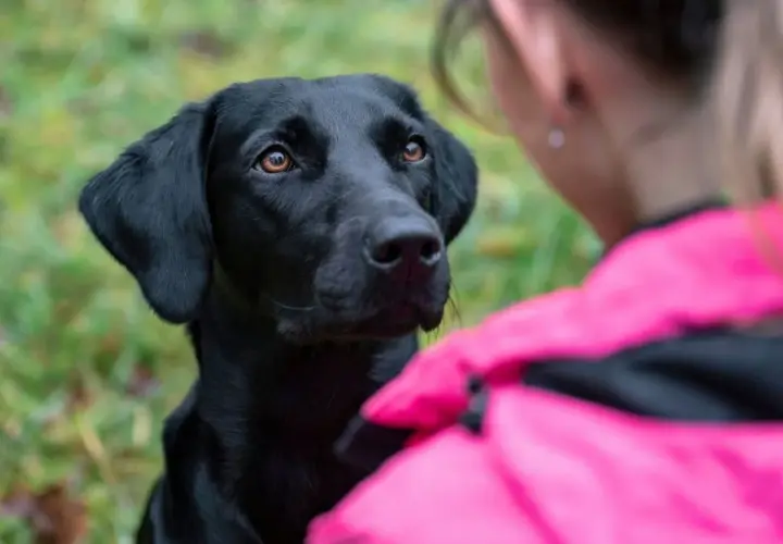 Czarny labrador patrzy z uwagą na dziewczynę w różowej kurtce. Zastanawiasz się, dlaczego pies chodzi za mną krok w krok? To dowód jego przywiązania!