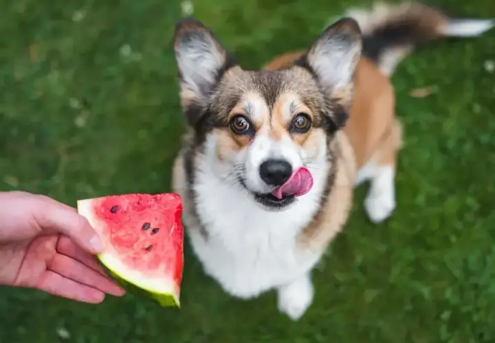 Corgi z językiem na wierzchu patrzy na kawałek arbuza, zastanawiając się, czy pies może jeść arbuza.