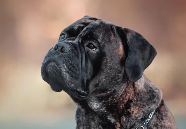 Portret potężnego bullmastiffa. Czy bullmastiff jest agresywny? Ten pies wygląda na spokojnego, ale czujnego.