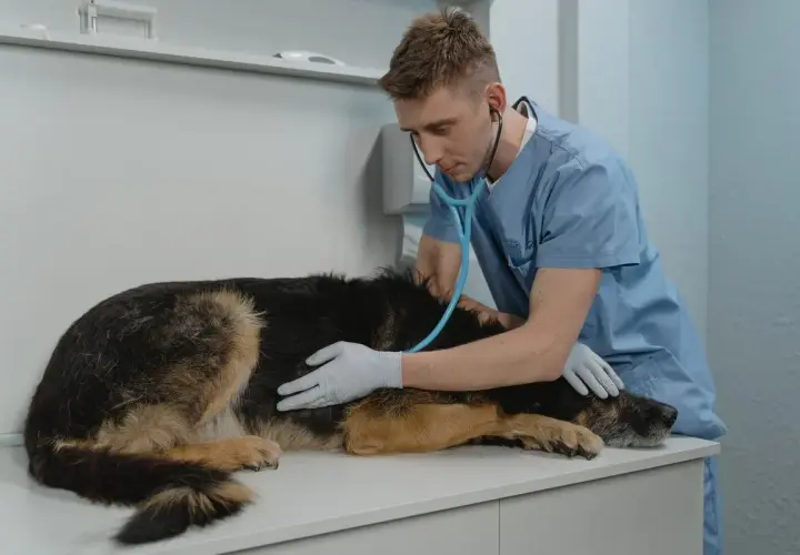 Weterynarz bada psa z wzdętym brzuchem. Pies leży na stole, a lekarz osłuchuje go stetoskopem.