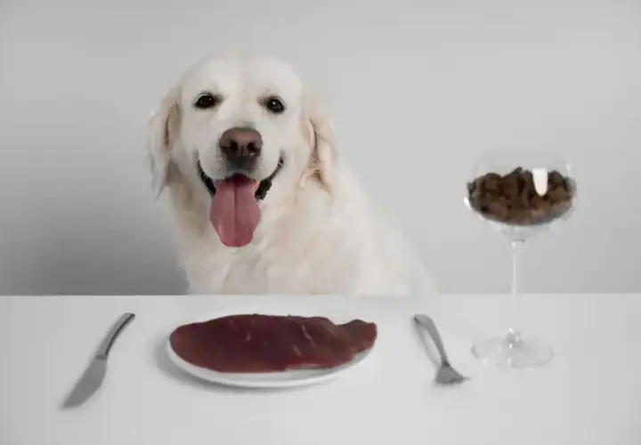 Uśmiechnięty pies czeka na posiłek. Czy pies może jeść rosół? Na stole talerz z mięsem, sztućce i kieliszek z karmą.