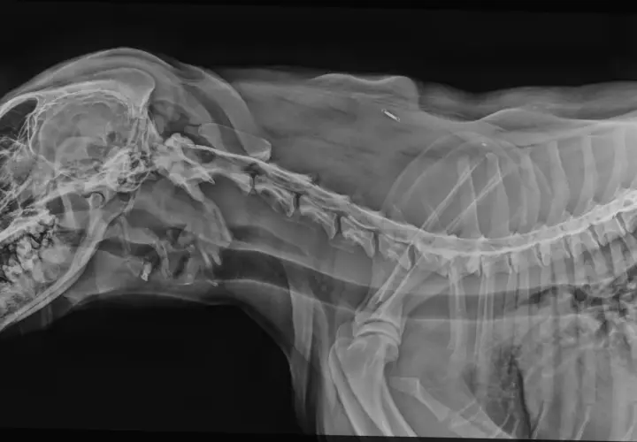 RTG psa z widoczną jamistością rdzenia kręgowego. Widoczny implant w okolicy kręgosłupa.