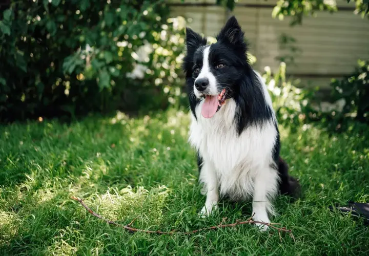 Inteligentny border collie siedzi na trawie, gotowy do zabawy. To jeden z najmądrzejszych psów.